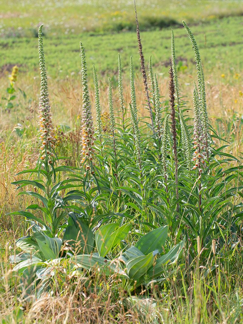 Digitalis ferruginea / Digitale bruna